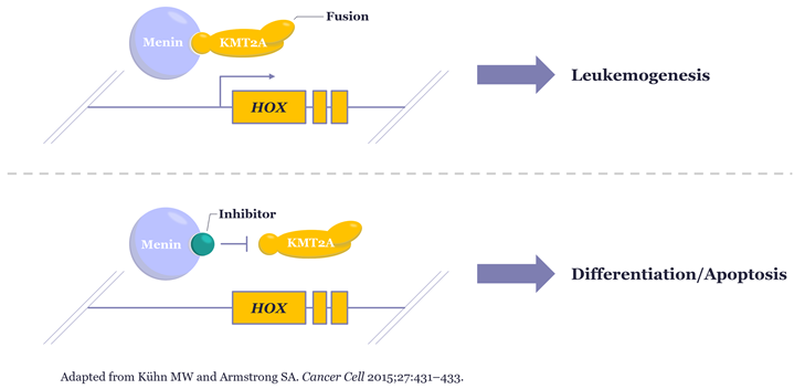 Inhibition of the menin-KMT2A fusion protein interaction can alter downstream celluar outcomes