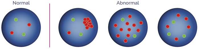 Amplification probes