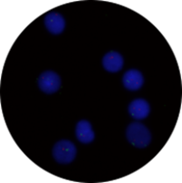 Example of high stringency <71°C, >0.4xSSC, pH differs from 7