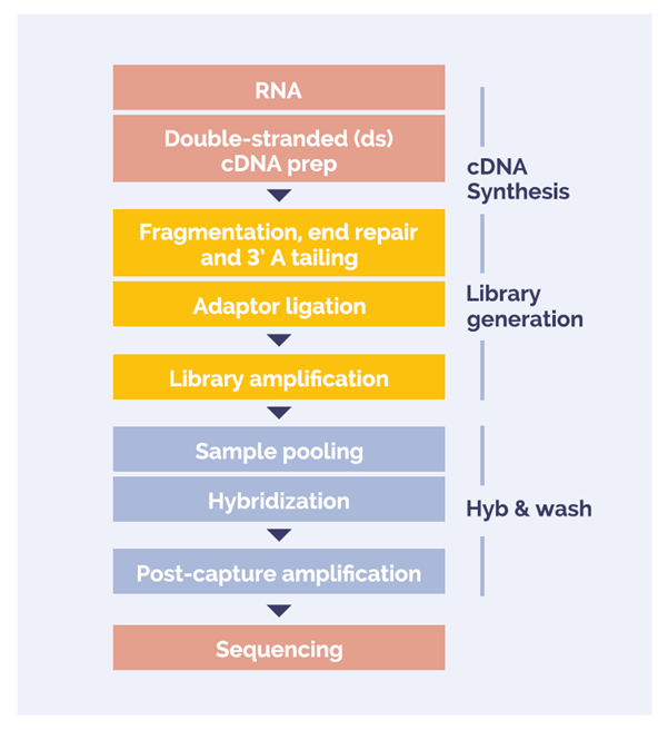 Figure 1: Universal NGS Workflow RNA to sequencer in 3 days with minimal handling time.