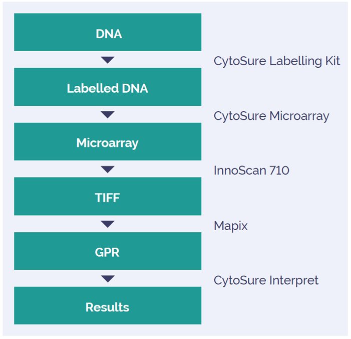 Figure 1: Summary of the process used in this study.