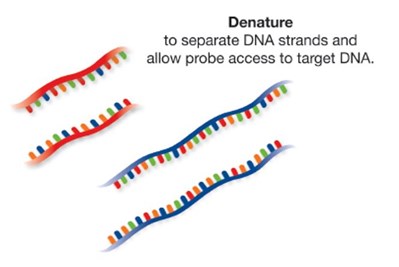 Illustration of denaturation of the DNA sample and FISH probe