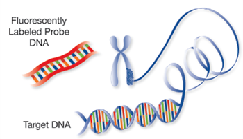 Illustration of a double stranded fluorescently labeled probe added to target DNA