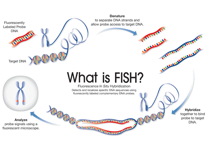 Schematic of the fluorescence in situ hybridization (FISH) process